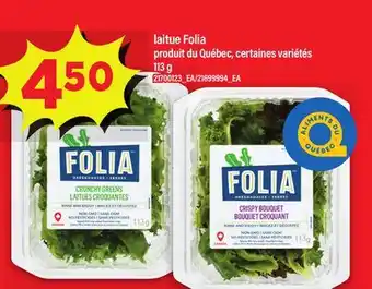 Maxi LAITUE FOLIA offer