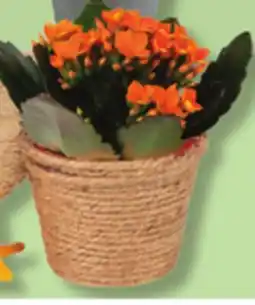 IGA KALANCHOE offer