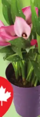 IGA KALANCHOE, CALLA LILY OR FLOWERED POT offer
