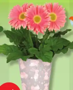 IGA ASIAN LILY, ORNITHOGALUM, SPRING CACTUS, CALLA LILY, HYDRANGEA OR FLOWERED POT Ch./Ea offer