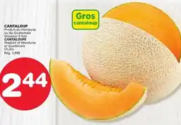 Marches Tradition CANTALOUPE offer