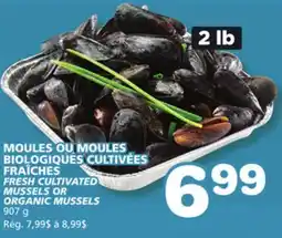 Marches Tradition FRESH CULTIVATED MUSSELS OR ORGANIC MUSSELS offer