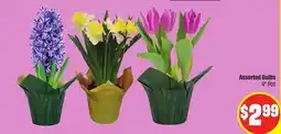 FreshCo Assorted Bulbs 4 pot offer