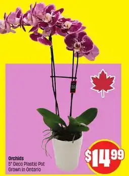 FreshCo Orchids 5 Deco Plastic Pot Grown in Ontario offer