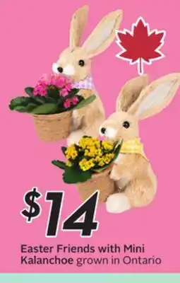 Sobeys Easter Friends with Mini Kalanchoe offer