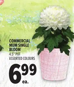 Metro COMMERCIAL MUM SINGLE BLOOM offer