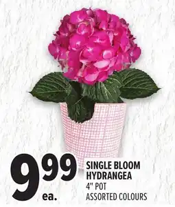 Metro SINGLE BLOOM HYDRANGEA offer