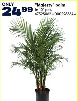 RONA Majesty palm offer