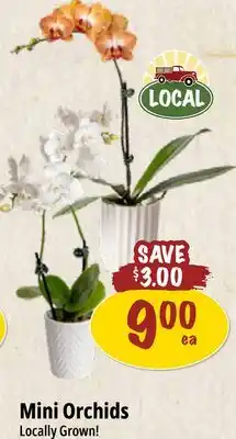 Farm Boy Mini Orchids offer