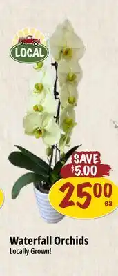Farm Boy Waterfall Orchids offer