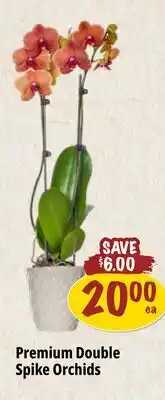 Farm Boy Premium Double Spike Orchids offer