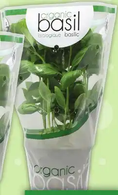 Food Basics 6 ORGANIC BASIL offer
