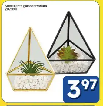 Rossy Succulents glass terrarium offer