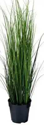Home Hardware Artificial onion grass tree offer