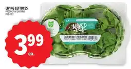 Metro LIVING LETTUCES offer