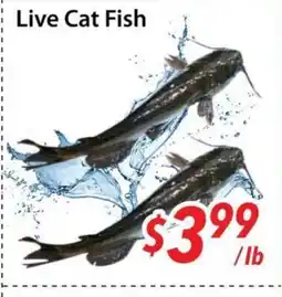 Bestco Food Mart Live Cat Fish offer