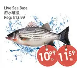 Fresh Palace Supermarket Live Sea Bass offer