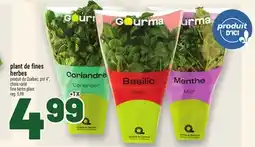 Metro PLANT DE FINES HERBES | FINE HERBS PLANT offer