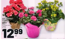 Metro ROSIER MINIATURE, KALANCHOE OU BÉGONIA | MINI ROSEBUSH, KALANCHOE OR BEGONIA offer