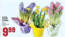 Marché Adonis JACINTHE, JONQUILLE OU TULIPES | HYACINTH, DAFFOLDIL OR TULIPS offer