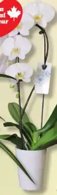 IGA LES INDISPENSABLES CASCADE ORCHID offer