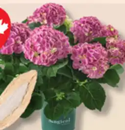 IGA PIXIE LILY, CALLA LILY, FLOWERED POT, SPRING CACTUS, ORNITHOGALUM OR CALANDIVA HYDRAGEA offer