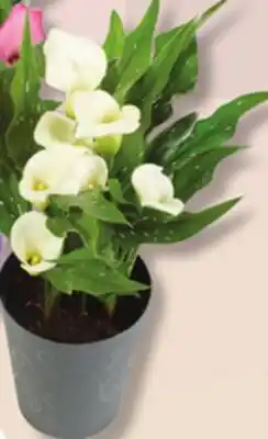 IGA BEGONIA, CALLA LILY OR KELOWNA FLOWER POT offer