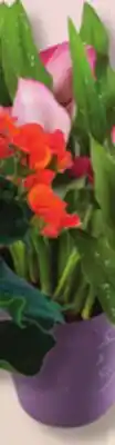IGA CALLA LILY offer