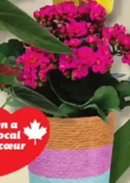 IGA FLOWER POT offer