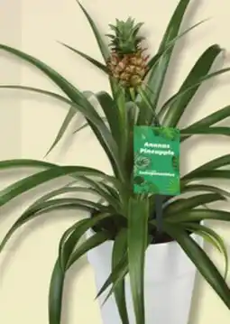 IGA PINEAPPLE offer