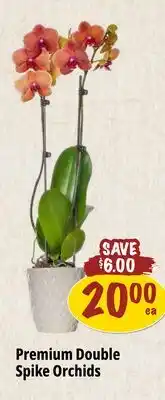 Farm Boy Premium Double Spike Orchids offer