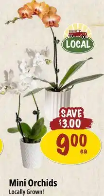 Farm Boy Mini Orchids offer
