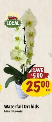 Farm Boy Waterfall Orchids offer