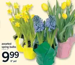 Fortinos ASSORTED SPRING BULBS, 6 POT offer