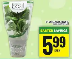 Food Basics 6 ORGANIC BASIL offer