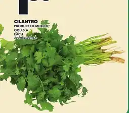 Loblaws CILANTRO offer