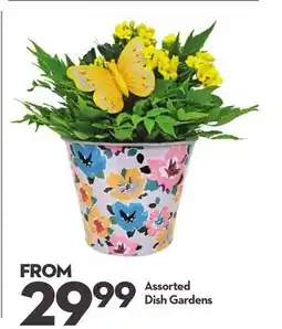 Longo's Assorted Dish Gardens offer