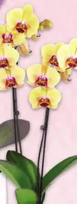 Metro ORCHIDS offer