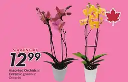 Sobeys Assorted Orchids in Ceramic offer