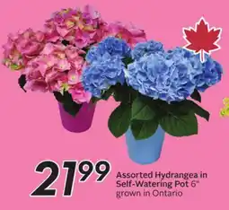 Sobeys Assorted Hydrangea in Self-Watering Pot offer