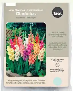 Home Depot Tasc gladiolus assorted large flowering offer