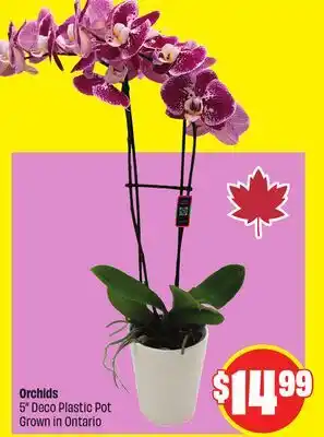 FreshCo Orchids 5 Deco Plastic Pot Grown in Ontario offer