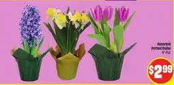FreshCo Assorted Potted Bulbs 4 Pot offer