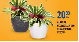 Canac Various Neoregelia 6 in ceramic Pot offer