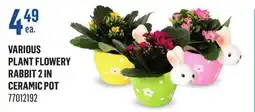 Canac Various Plant Flowery Rabbit 2 in ceramic Pot offer