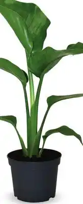 Canac Bird of Paradise 5 in Pot offer