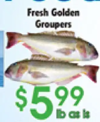 Danforth Food Market Fresh Golden Groupers offer