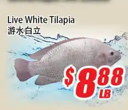 WinCo Food Mart Live White Tilapia offer