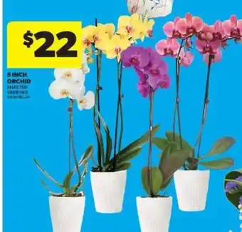 Real Canadian Superstore 5 INCH ORCHID offer