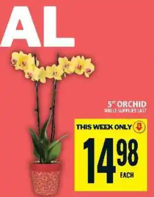 Food Basics 5 Orchid offer